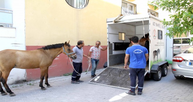 Karşıyaka’da başıboş at operasyonu