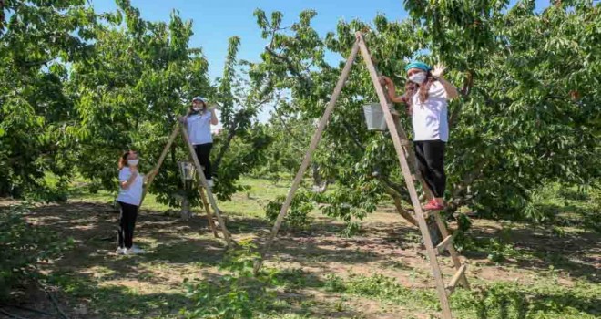 İzmir’de kiraz hasadı için dayanışma başladı