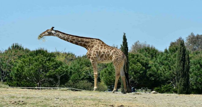 Doğal Yaşam Parkı'nın simge ismi Zarife yaşamını kaybetti