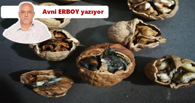 İçi küflenmiş cevizin değeri var mı?