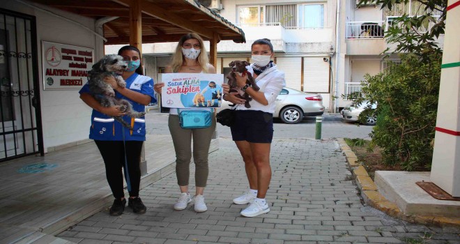 Hayvanseverlerden ''satın alma, sahiplen'' çağrısı