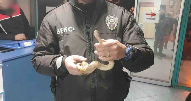 Karşıyaka'da yılanla dolaşan kişiye para cezası