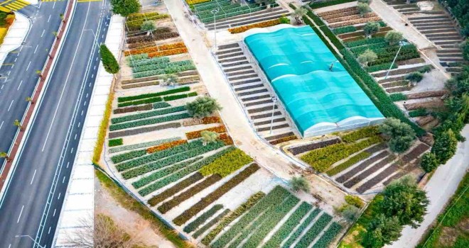 İzmir’in renkleri Büyükşehir fidanlıklarında filizleniyor