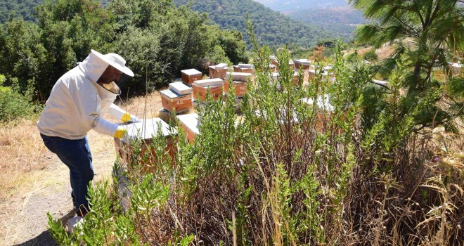 Bornovalı arıcılarda hasat mutluluğu
