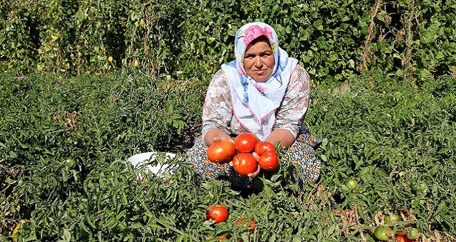Yamanlar Domatesi için çalışmalar başlatıldı...