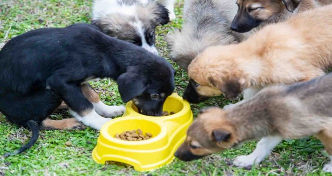 Sahipsiz sokak köpekleri için rehabilitasyon hizmeti başladı