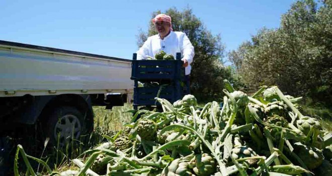Çeşme’de sakız enginarı tarlada kalmayacak