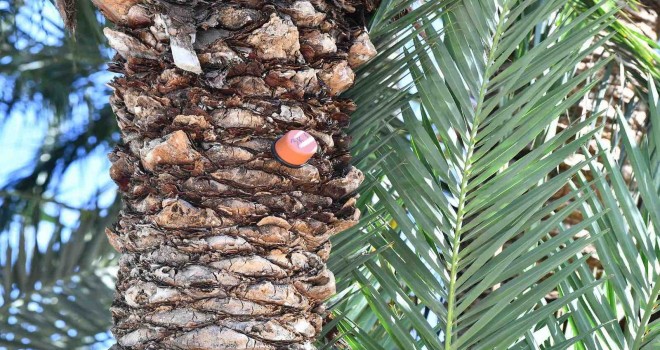 İzmir’in palmiyeleri için alarm sistemi