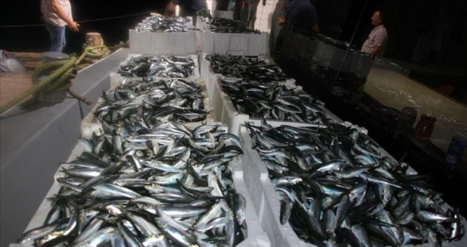 Sardalya balıkçının yüzünü güldürdü