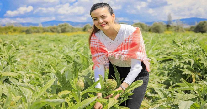 Seferihisar'da enginar zamanı