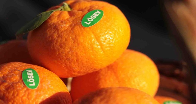 LÖSEV satsuma mandalinası satışı başladı