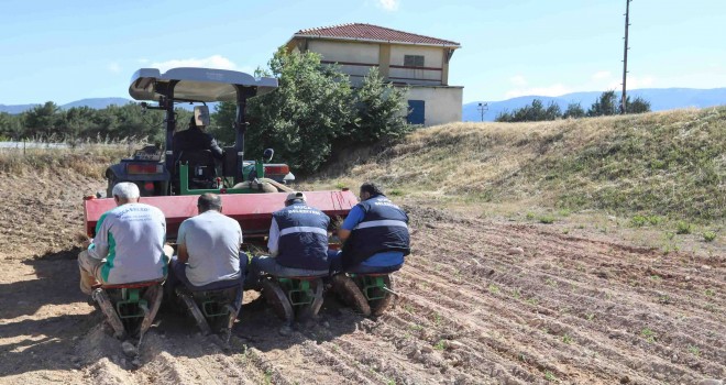 Buca’nın kırsalına bilye kekik dopingi