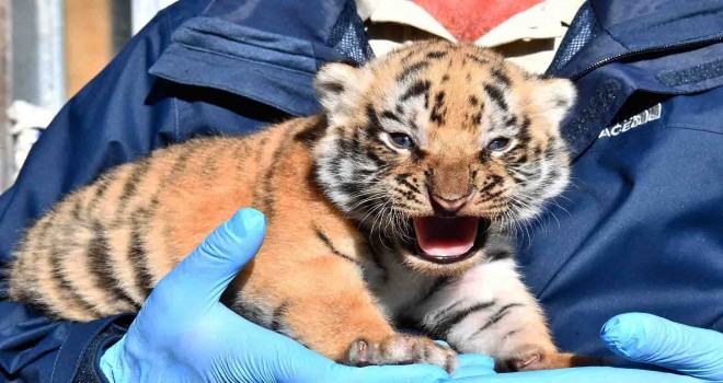 Doğal Yaşam Parkı'nda üç yavru kaplan daha doğdu