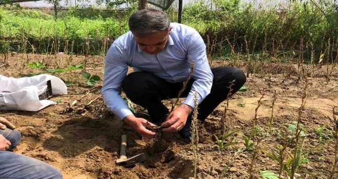 Beydağ’da salep hasadı