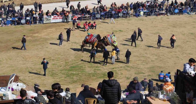 Konaklı, 25. kez deve güreşlerine ev sahipliği yaptı