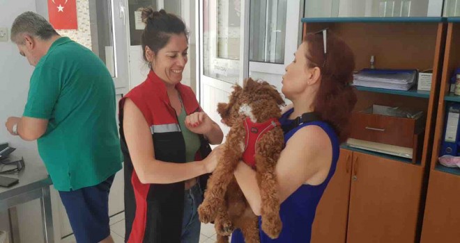 Kimliklendirilen ev hayvanı sayısı İzmir’de 212.200’e ulaştı