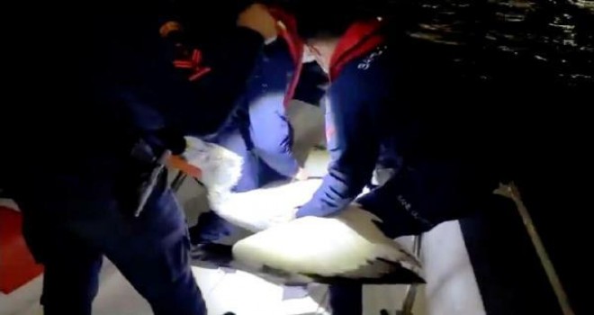 Karşıyaka'da yaralı pelikan kurtarıldı