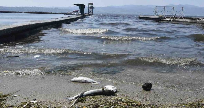 İzmir Körfezi'nde balık ölümleri arttı