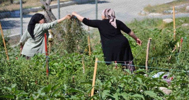 Mahalle bostanı üreticileri artık sertifikalı