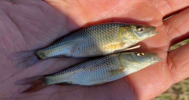 İzmir sularına 5 Milyon yavru sazan