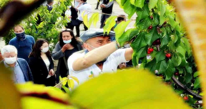 İzmir’in kirazı imeceyle toplanıyor