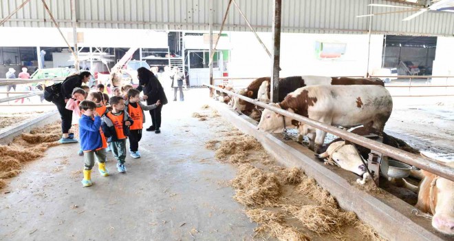 Minikler besi çiftliğinde