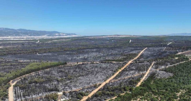 Yanan alanların büyüklüğü Buca’nın yüzölçümünün iki katı
