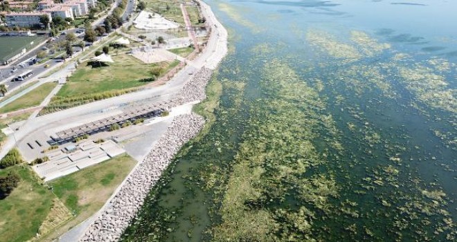 Karşıyaka sahilini yine deniz marulu kapladı