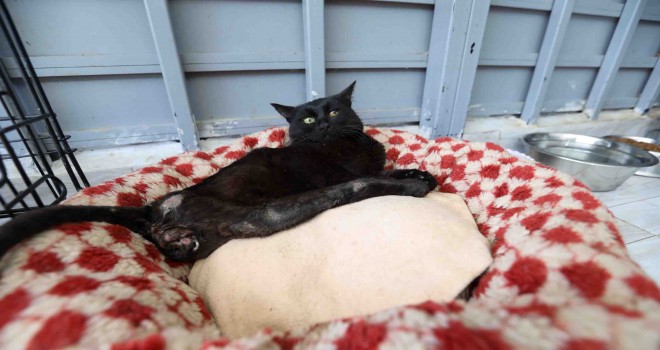 Deprem mağduru Beyaz, Engelli Kedi Evi’nde yaşama tutundu
