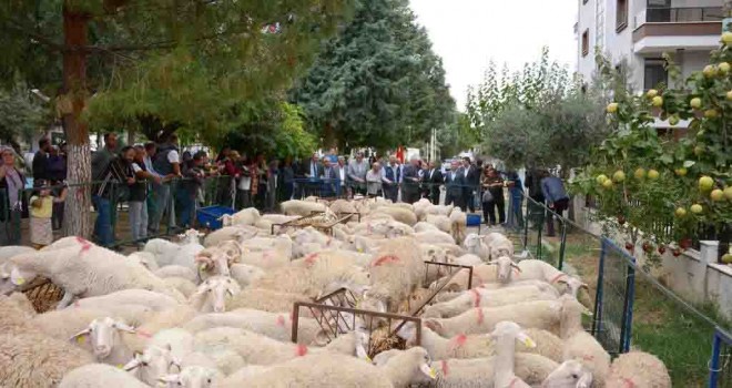 İzmir Büyükşehir Belediyesi’nde 34 üreticiye daha hayvan desteği