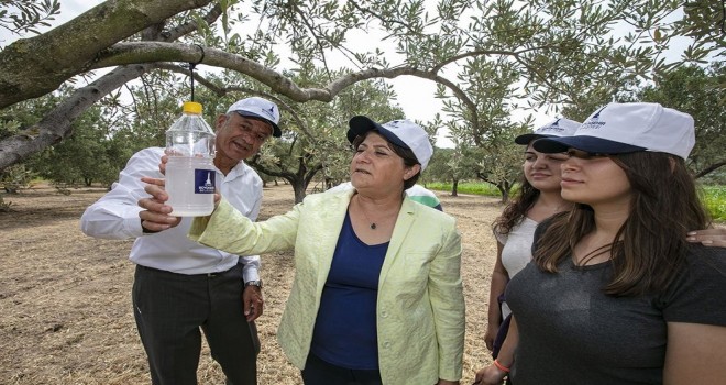 Foça’da 44 bin zeytin ağacı korunacak