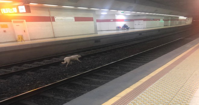 İZBAN treni köpeği bekledi...