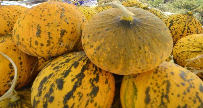 Çeşme kavunu tescilleniyor