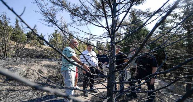 Yangında zarar gören 15 bin ağaç tedavi edilecek