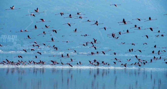 İZSU: İzmir Körfezi’nde müsilaj yok