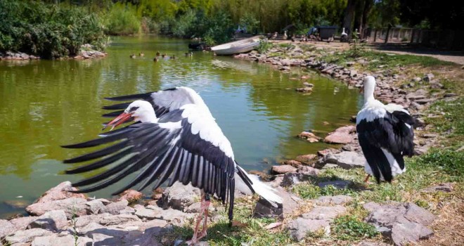 Doğal Yaşam Parkı'nda tedavi edilen leylekler doğaya bırakıldı