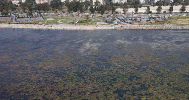 Bostanlı sahilini yosunlar kapladı