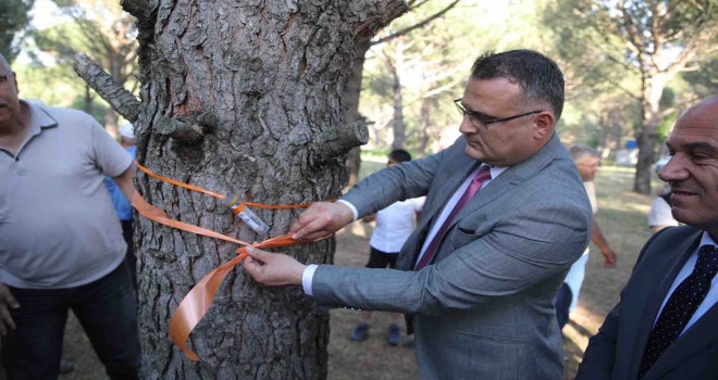 Çam fıstığını ''Böcekler'' kurtaracak
