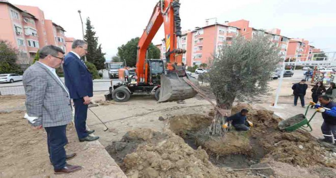 Gaziemir’de zeytin ağaçlarına ikinci yaşam