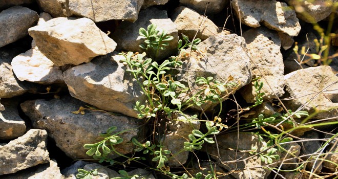 Ege ve Hacettepeli akademisyenler yeni bir bitki keşfetti