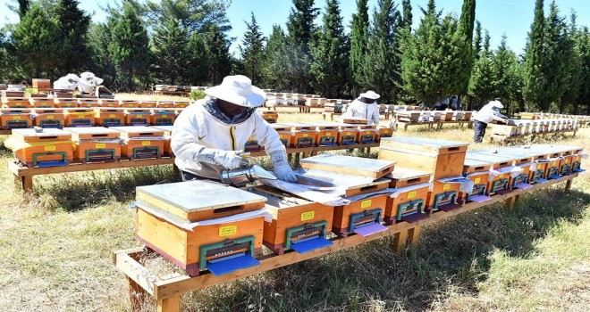 ''Bal ormanı'' kuruldu sıra markalaşmada