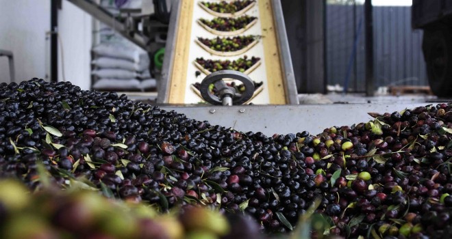 Kemalpaşa zeytinyağı fabrikası doludizgin