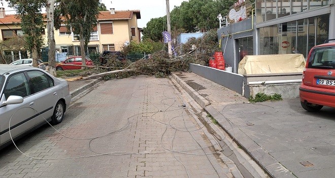 Ağaç kırıldı, şans eseri kimse yoktu!.