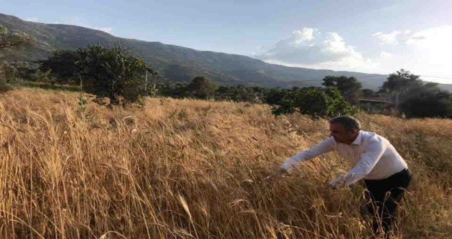 Beydağ’da Karakılçık Buğdayı hasadı