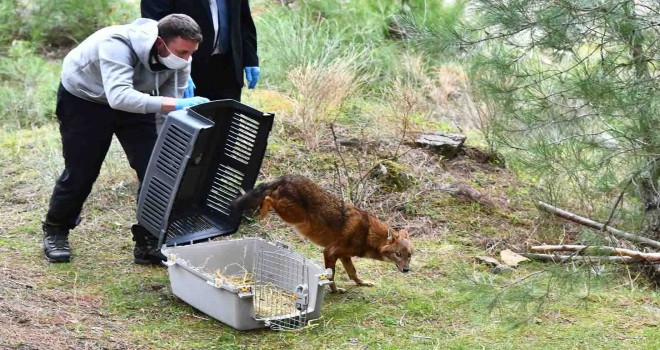 Tedavisi yapılan çakal doğaya bırakıldı