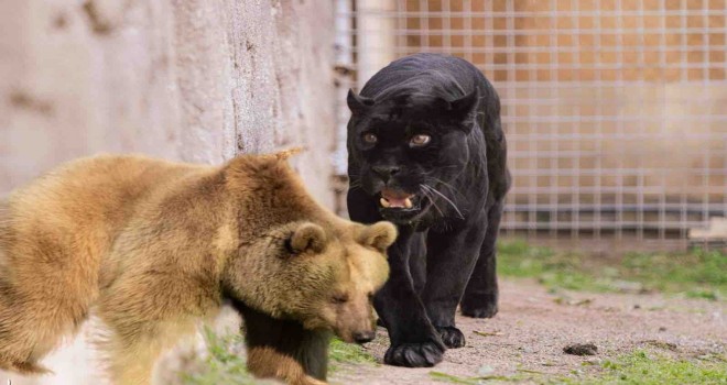 Sasalı'nın yeni misafirleri