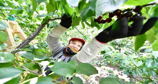 Başkan Soyer'den meyve hasadına gönüllü destek çağrısı