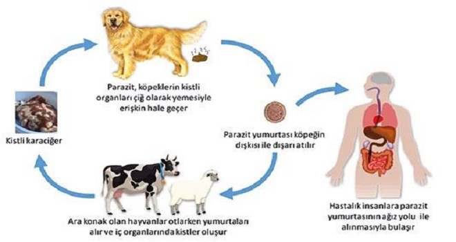 Tarım Müdüründen kurban uyarısı...