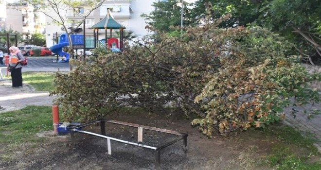 Kedi yuvasının yakılmasıyla ilgili bir kişi gözaltına alındı