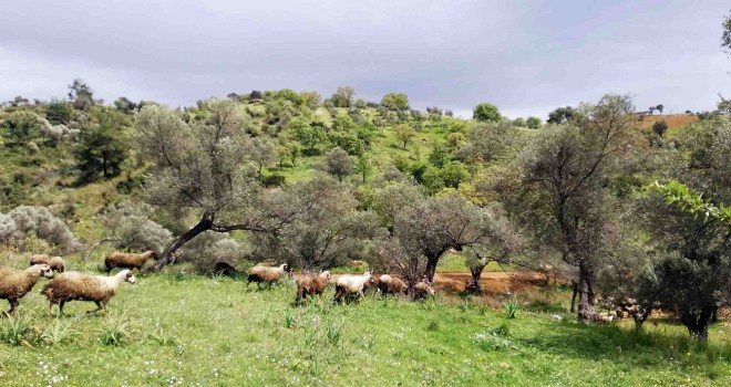 İzmir Büyükşehir orman seferberliği başlatıyor